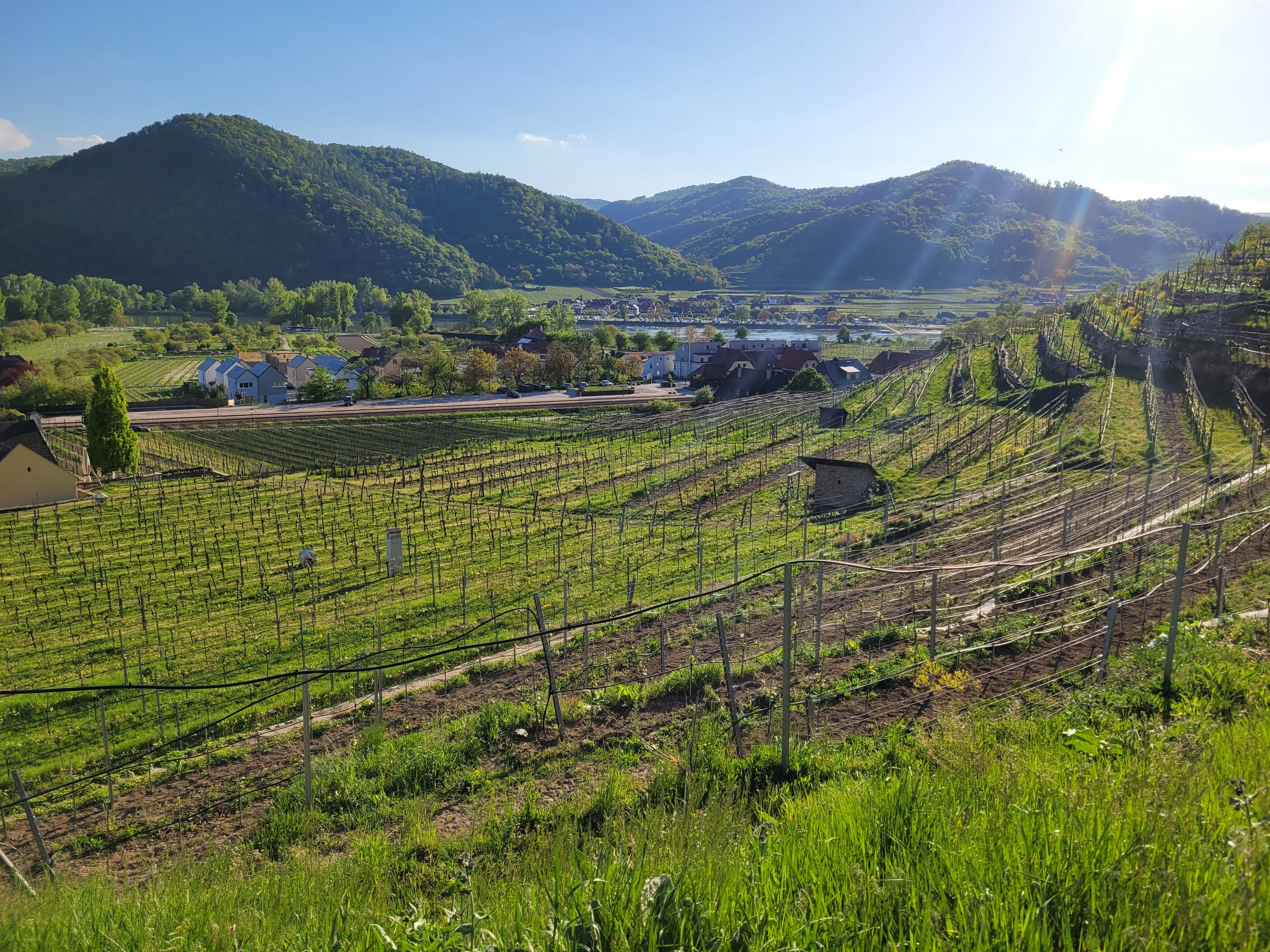 Deep Dive: Grüner Veltliner