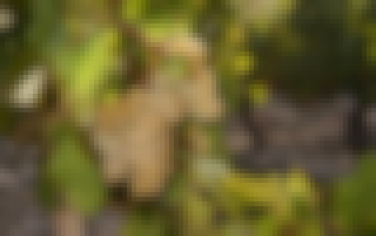 Explorer Series: Sauvignon Blanc Alternatives