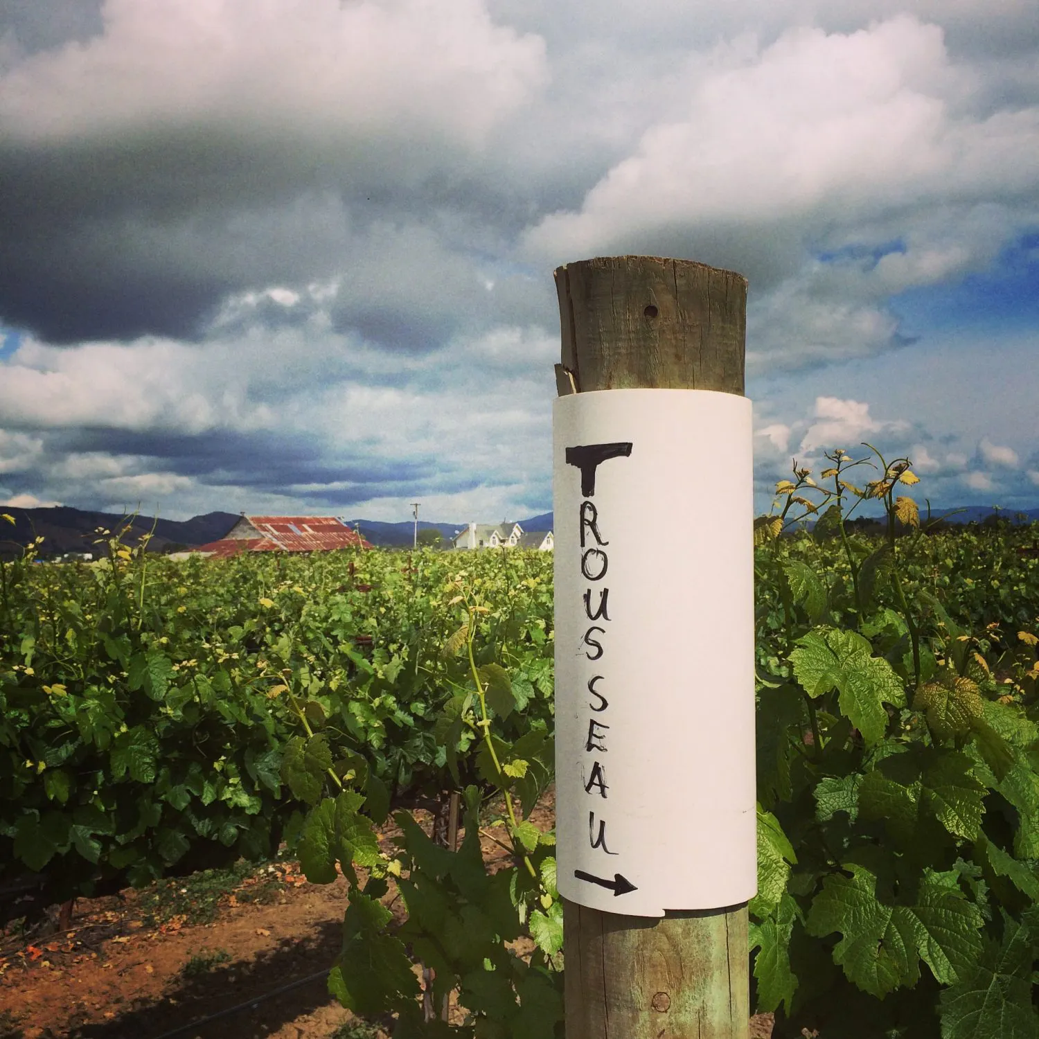 New World vs. Old World: Alternative Varieties! 