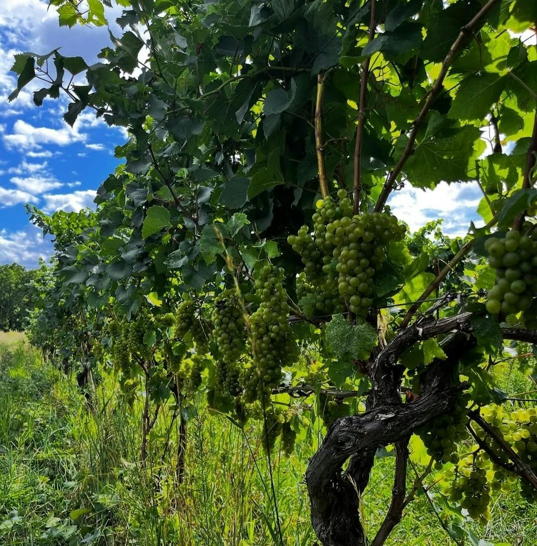 Explorer Series: Give Chardonnay a CHANCE! 