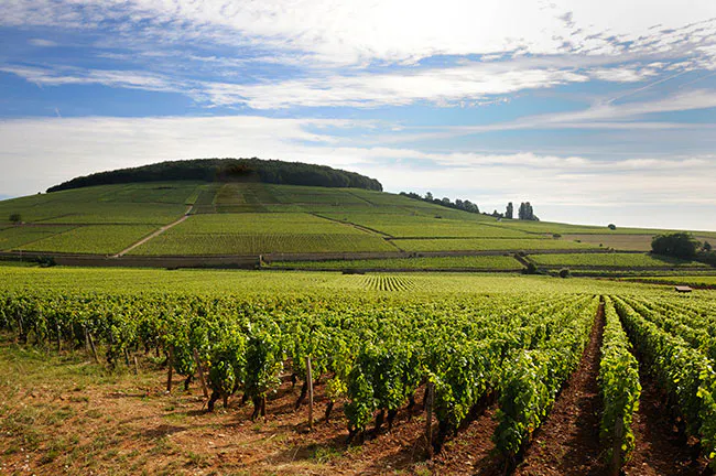 An EPIC Burgundy Dinner! “A Tour of Corton” w/ Vincent Ravaut @ Turtle & the Wolf...