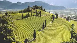 A Brunello Showcase w/ Val di Suga: “The Single Vineyard Visionaries” @ The Saint Clair