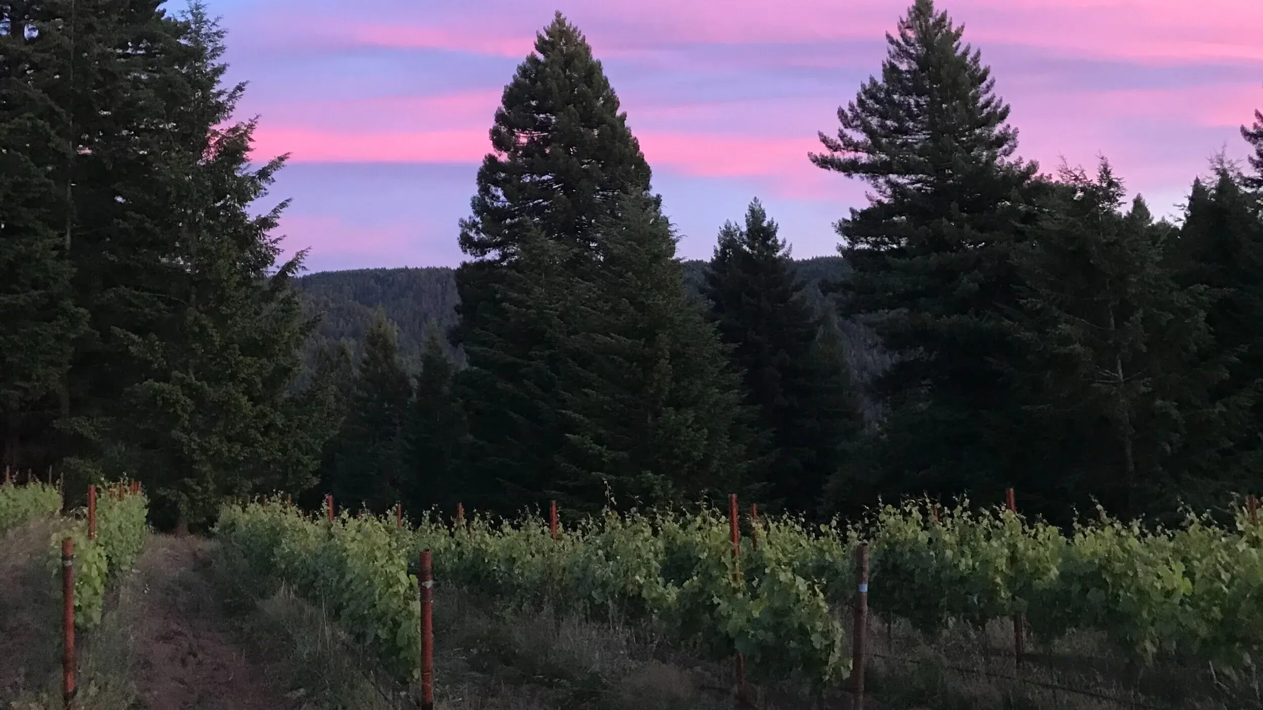 A Master of Pinot Noir in Mendocino! Wentworth Vineyards & Ranch @ Turtle + the Wolf...