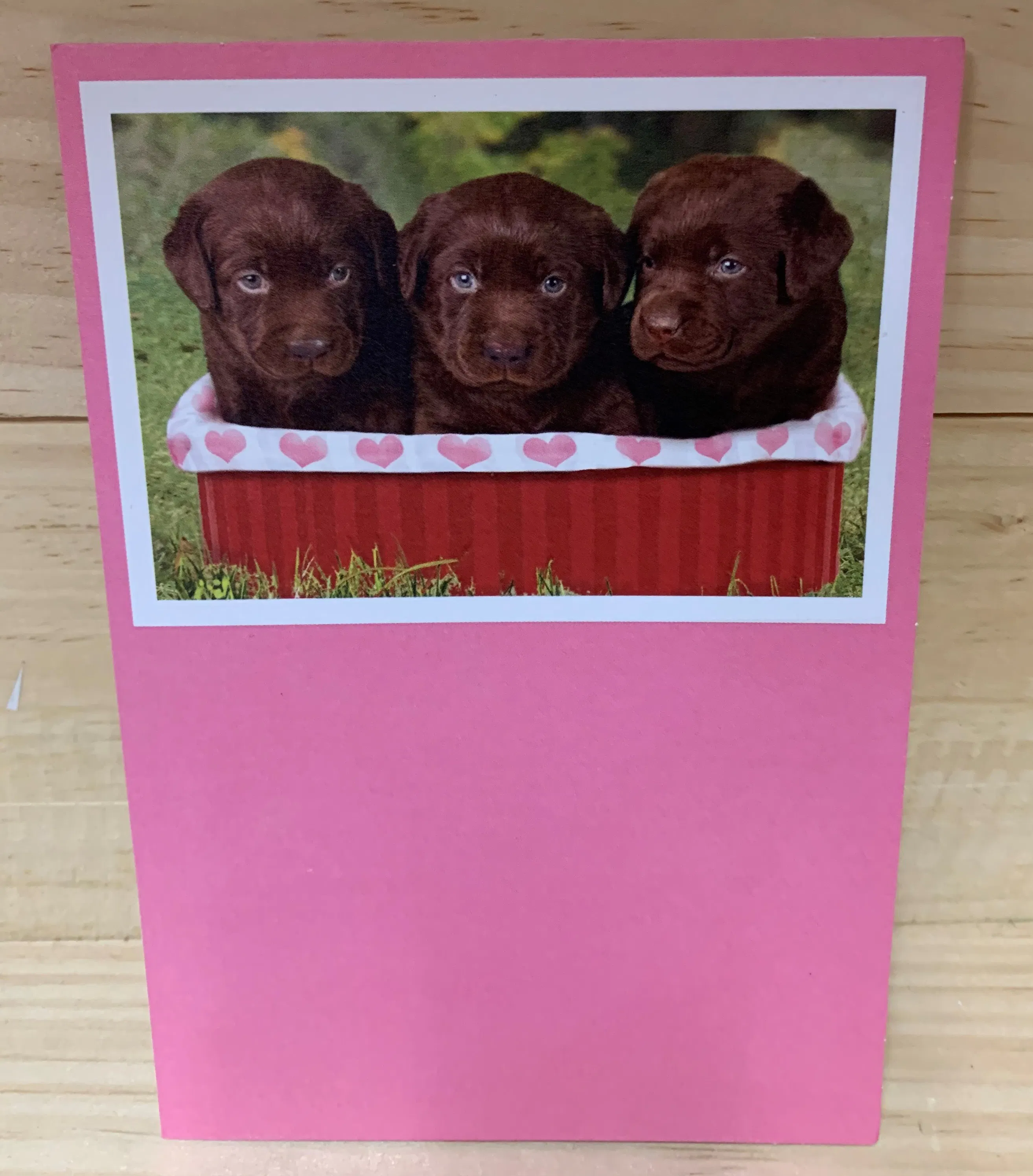 box of chocolate labs